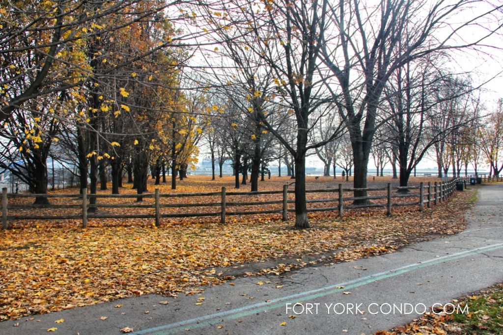 Off Leash area for dogs at Coronation Park