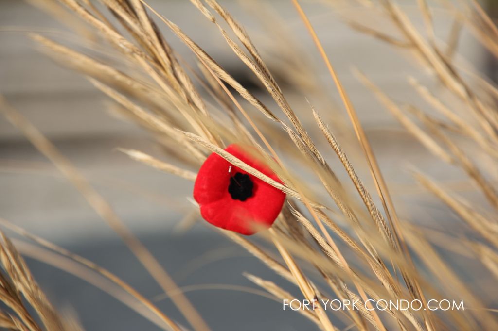 remembrance day poppy in the wheat stand at coronation park