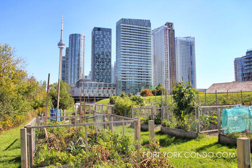 Community Garden looking east towards fort york condos and downtown toronto