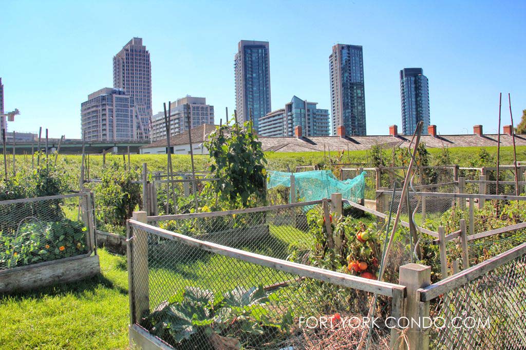 Community Garden near the Fort York condos